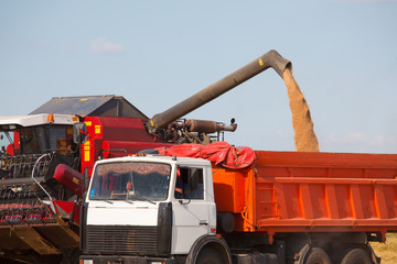 harvesting grain crops in the field with combine harvesters