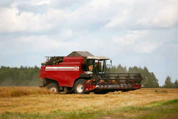 harvesting grain crops in the field with combine harvesters