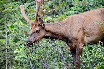Bull Elk in velvet, foraging in Jasper National Park