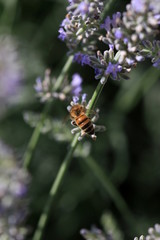Naklejka premium Bee on lavender flower