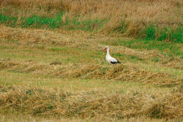 The stork in the field of grain crops