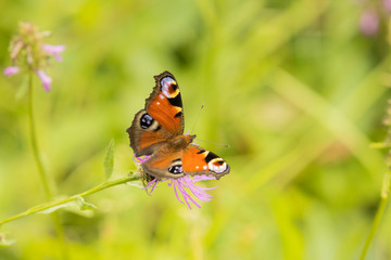 Close up of a colourful Peacock butterfly perching on a purple thistle head, Aglais io, European Peacock