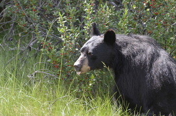 Black bear eating buffalo berries