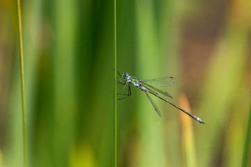 Beautiful Emerald Damselfly perched on a green reed, Lestes spoons, common spreadwing with metallic green body