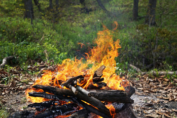 Flame in the forest on the background of green trees