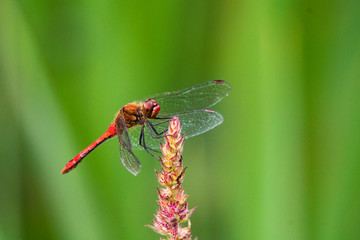 Close up of a Ruddy Darter damselfly Sympetrum sanguineum perched on a flower head