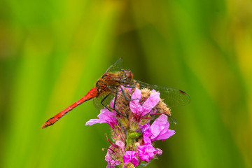 Close up of a Ruddy Darter damselfly Sympetrum sanguineum perched on a flower head