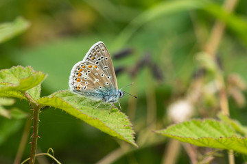 Common Blue butterfly Polyommatus icarus, the most widespread blue butterfly in Britain