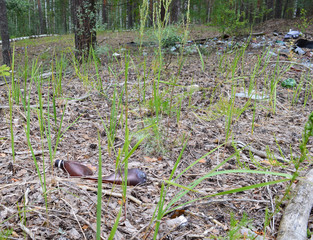 garbage pile of plastic bottles lying among the green trees in the summer in the woods
