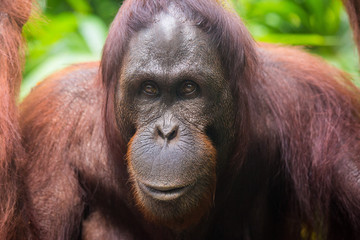 Naklejka premium Portrait of young thoughtful orangutan with clever eyes in wet rainy day. Borneo.
