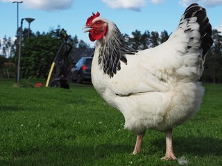rooster on a farm
