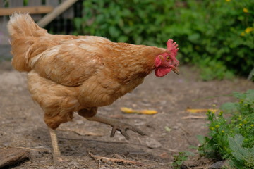 impudent chicken walking in the yard