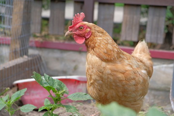 impudent chicken