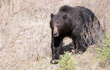 Grizzly bear in the spring