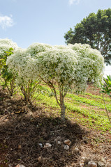 Fototapeta na wymiar White Annual Euphorbia Leucocephala Trees