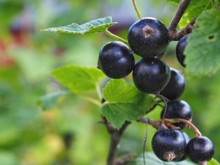 Branch of black currant. Selective focus