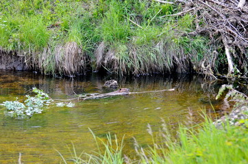 Beaver swimming with tree branch