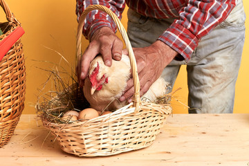 Close up view of small hen sitting on fresh-laid eggs in the wicker basket, senior male farmer gently stroking chicken, trying to calm down it. Studio shot, middle section view.