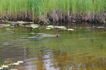 Beaver swimming with tree branch