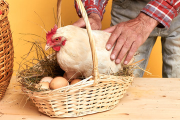 Middle section view of mature male farmer in plaid shirt, touching with care domestic hen, it sitting in the basket full of fresh-laid eggs. Studio shot, rural lifestyle concept.