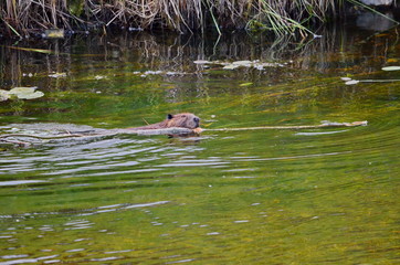 Beaver swimming with tree branch