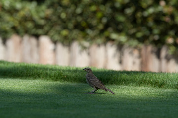 Bird Walking on grass, taking in the bird view