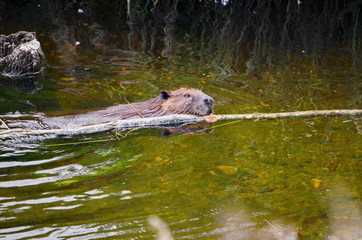 Beaver swimming with tree branch © Bob