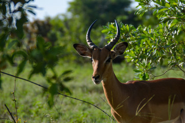 Impala im Busch
