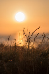 Fototapeta na wymiar Sunset through wild grass