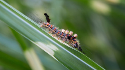 Tussock Moth Caterpillar on leaf