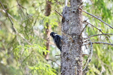 Black-Backed Woodpecker in Saskatchewan, Canada