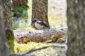 Black-Backed Woodpecker in Saskatchewan, Canada