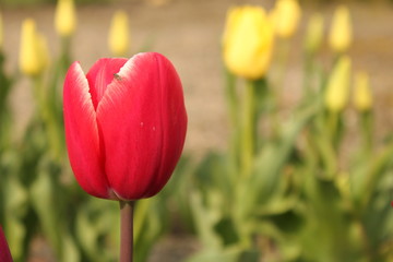 a red tulip closeup and yellow tulips in the background
