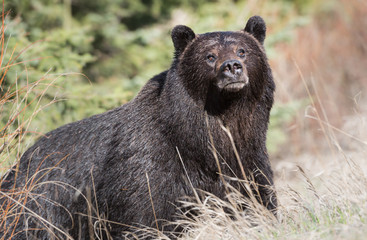 Grizzly bear in the spring