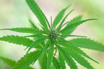 Marihuana, Marijuana