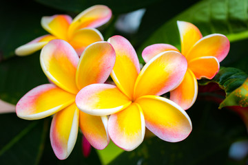 Beautiful Tropical Flowers in Hawaii