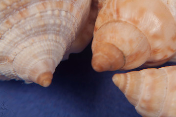 sea shells macro