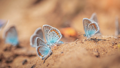 Butterflys 