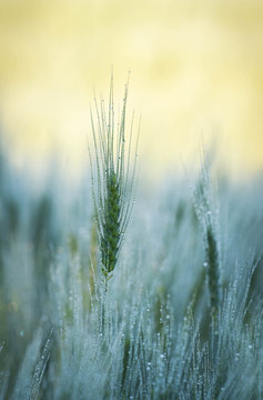 Getreide am morgen im Feld