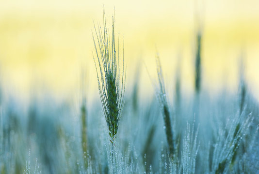 Getreide am morgen im Feld