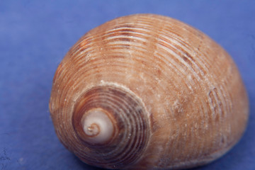 sea shells macro