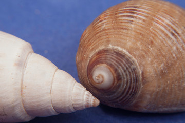 sea shells macro