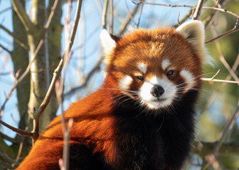 Adorable Red Panda