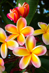 Panele Szklane  Piękne tropikalne kwiaty na Hawajach
