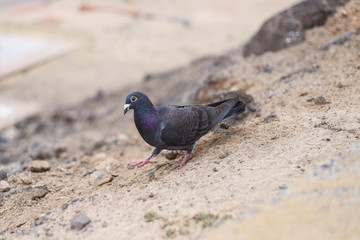 Taube auf Sandhügel in Jandia Fuerteventura Kanaren Spanien Möwe