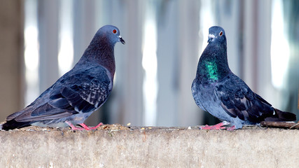 Pigeons close-up on a combined background