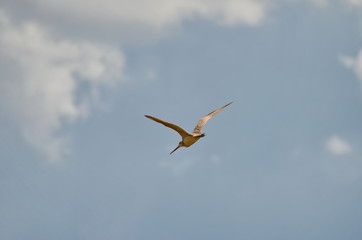 Marbled godwit in flight, Saskatchewan