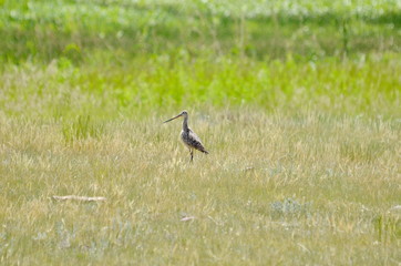 Marbled godwit in a meadow