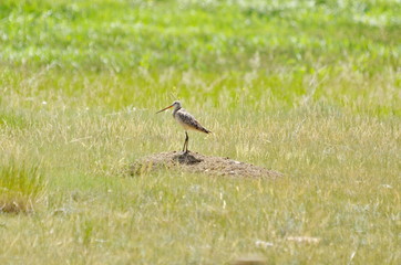 Marbled godwit in a meadow