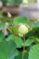 Lotus blossom in the backyard